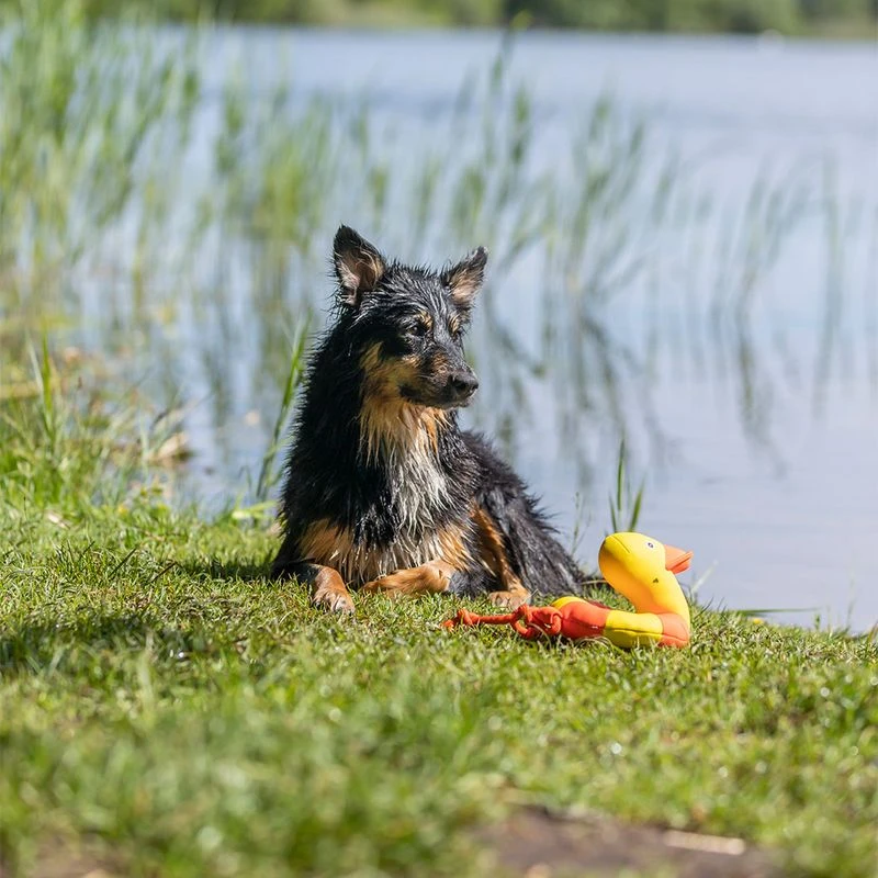 Trixie Duck On A Rope Aqua Toy 36 X 20 X 14cm (L X W X H) 3 Trixie Duck On A Rope Aqua Toy 36 X 20 X 14cm (L X W X H) - Image 3