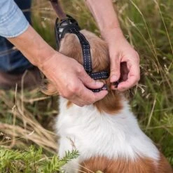 Trixie Flex Rubber Muzzle Size L - XL: Bernese Mountain Dog, Golden Retriever -Zoo Plus 500898 500999 500899 501000 500900 500901 trixie maulkorb flex gummi grosse schwarz hs 08 2 4