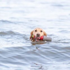 Trixie Lighthouse Water Toy 8 X 26cm (diameter X H) -Zoo Plus 542454 544696 trixie aqua toy hs 09 1 1