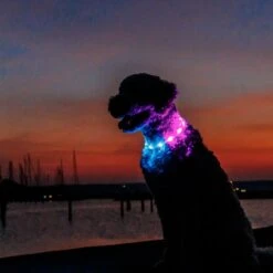 Trixie Flash Light Ring USB Silicone Size XS - XL: 65cm Neck Circumference, 16mm Wide -Zoo Plus 546596 trixie flash leuchtring hs 09 2