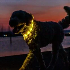 Trixie Flash Light Ring USB Silicone Size XS - XL: 65cm Neck Circumference, 16mm Wide -Zoo Plus 546596 trixie flash leuchtring hs 11 7