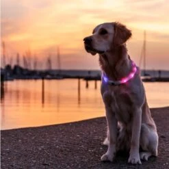 Trixie Flash Light Ring USB Silicone Size XS - XL: 65cm Neck Circumference, 16mm Wide -Zoo Plus 546596 trixie flash leuchtring hs 12 8