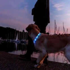 Trixie Flash Light Ring USB Silicone Size XS - XL: 65cm Neck Circumference, 16mm Wide -Zoo Plus 546596 trixie flash leuchtring hs 14 8