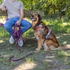 Trixie Rubber Drag Lead - Sangria Size: S-M: 10m Long/15mm Wide -Zoo Plus 556341 556342 556343 trixie schleppleine gummiert sangria 1000x1000 hs 06 7 2