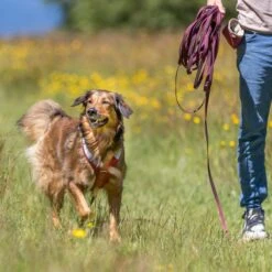 Trixie Rubber Drag Lead - Sangria Size: S-M: 15m Long/15mm Wide 9 Trixie Rubber Drag Lead - Sangria Size: S-M: 15m Long/15mm Wide -Zoo Plus 556341 556342 556343 trixie schleppleine gummiert sangria 1000x1000 hs 07 7 1