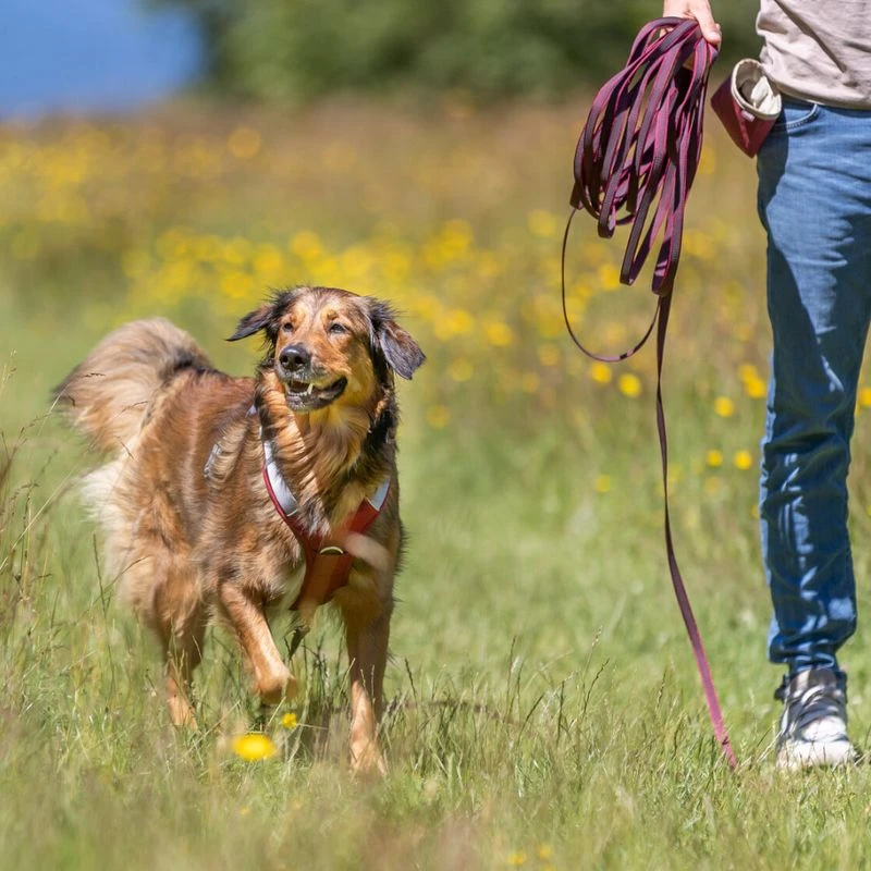 Trixie Rubber Drag Lead - Sangria Size: S-M: 10m Long/15mm Wide - Image 3