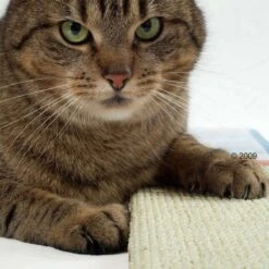 Trixie Sisal Cat Scratching Board 70 X 17 Cm -Zoo Plus katzen kratzmatte2 1